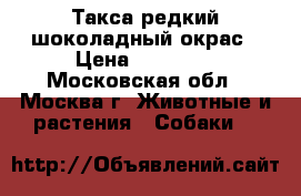 Такса редкий шоколадный окрас › Цена ­ 12 000 - Московская обл., Москва г. Животные и растения » Собаки   